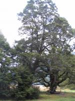 Albums/20060200-New Zealand 2006/20060210-Te Anau to Milford/52